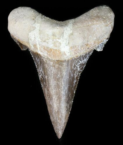 Auriculatus Shark Tooth - Dakhla, Morocco (Restored) #47849